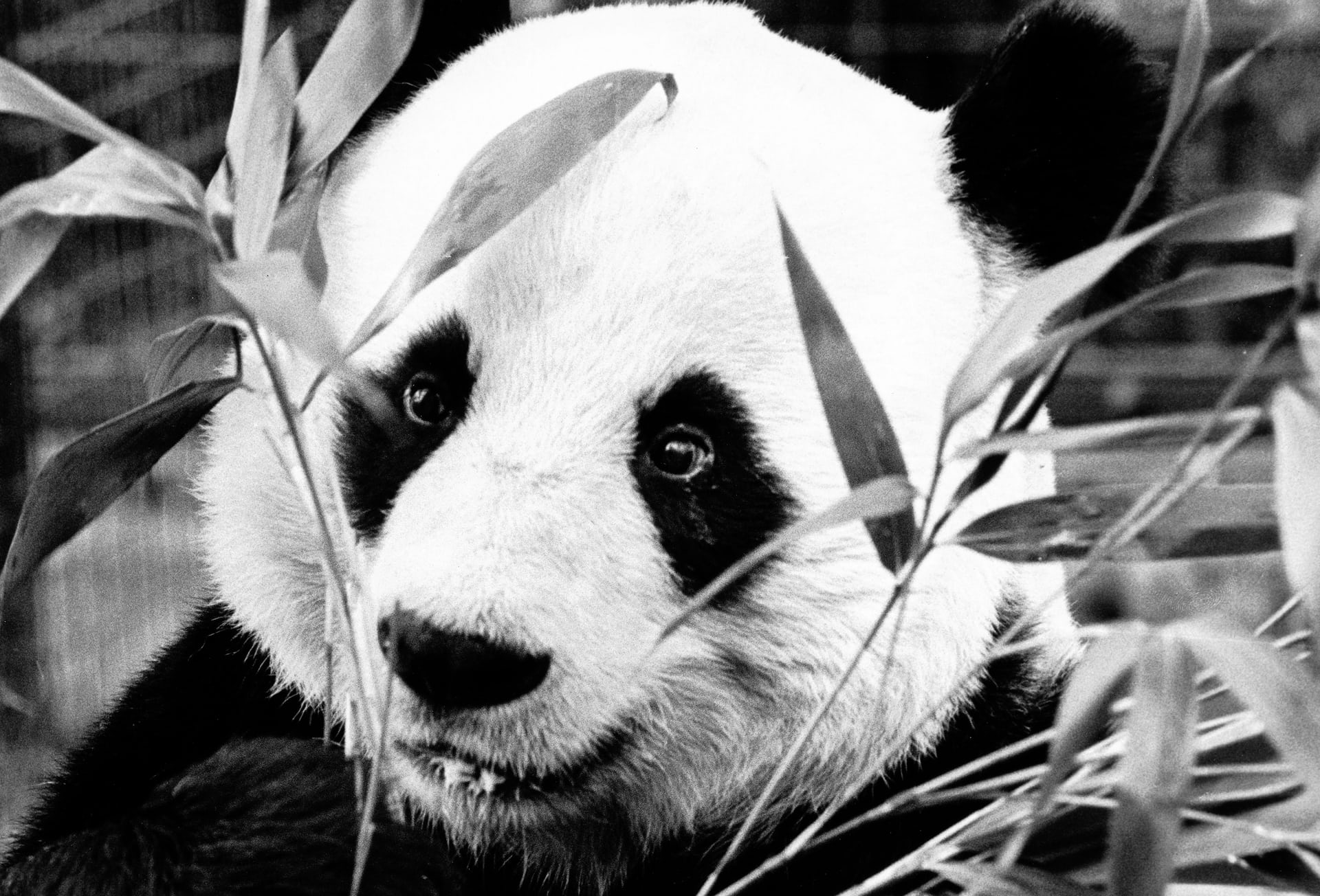 Lý do 'bà đầm thép' từ chối đi chung máy bay với gấu trúc ảnh 2