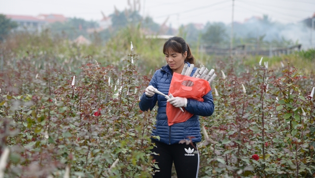 Làng hoa Tây Tựu tất bật chuẩn bị hoa đón Tết ảnh 3