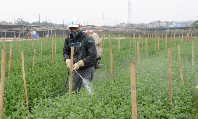 Làng hoa Tây Tựu tất bật chuẩn bị hoa đón Tết ảnh 5