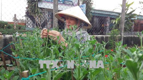 Kỳ vọng một mùa hoa Tết bội thu ảnh 2