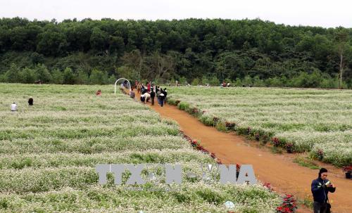 Đồi hoa tam giác mạch ở Nghệ An 'hút' khách du lịch ảnh 1