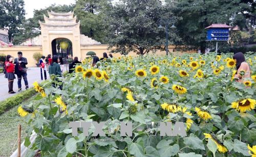 Hoa hướng dương nở giữa Hoàng Thành Thăng Long ảnh 1