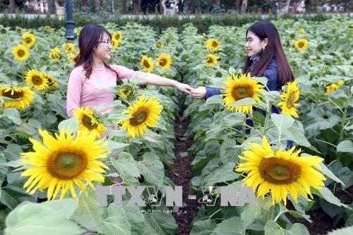 Hoa hướng dương nở giữa Hoàng Thành Thăng Long ảnh 2