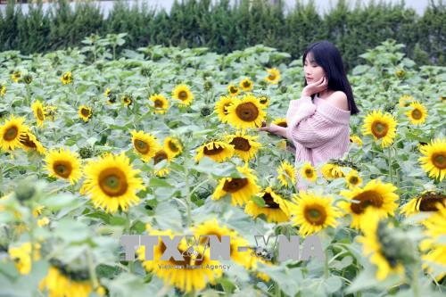 Hoa hướng dương nở giữa Hoàng Thành Thăng Long ảnh 6