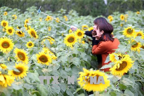 Hoa hướng dương nở giữa Hoàng Thành Thăng Long ảnh 8