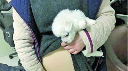 Cô gái trẻ giả bầu, giấu chó con mang lên máy bay ảnh 1