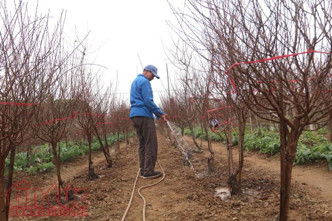 Đào Nhật Tân hứa hẹn được mùa ảnh 1