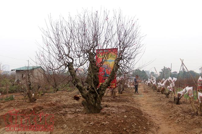 Đào Nhật Tân hứa hẹn được mùa ảnh 2