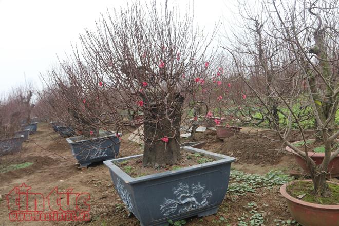 Đào Nhật Tân hứa hẹn được mùa ảnh 6