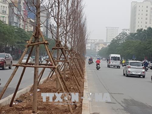 Cây phong lá đỏ đã được 'thuần hóa' để phù hợp với thổ nhưỡng Hà Nội ảnh 1