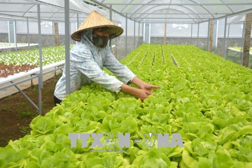 Làm giàu bằng hệ thống trồng rau thủy canh hồi lưu ảnh 2