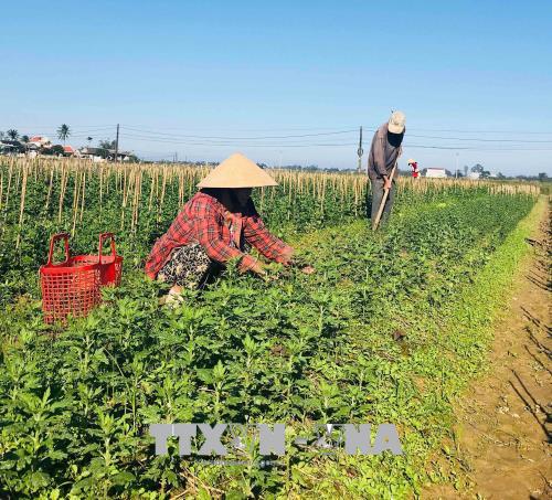 Nông dân Thừa Thiên-Huế tất bật chuẩn bị hoa Tết ảnh 1