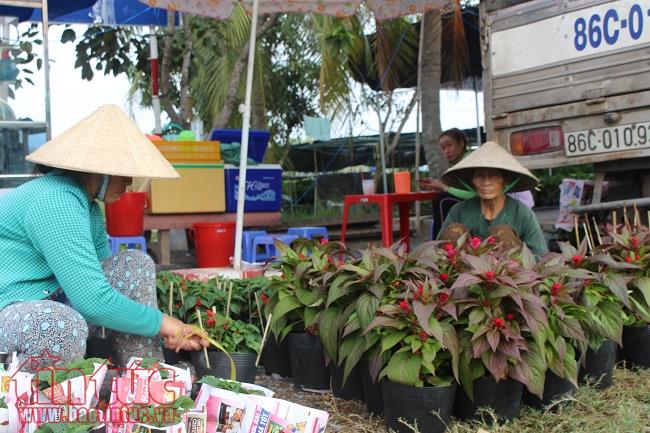 Làng hoa Sa Đéc rực rỡ sắc màu chuẩn bị thị trường Tết 2018 ảnh 9