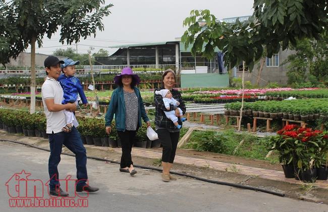 Làng hoa Sa Đéc rực rỡ sắc màu chuẩn bị thị trường Tết 2018 ảnh 11