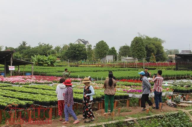 Làng hoa Sa Đéc rực rỡ sắc màu chuẩn bị thị trường Tết 2018 ảnh 12