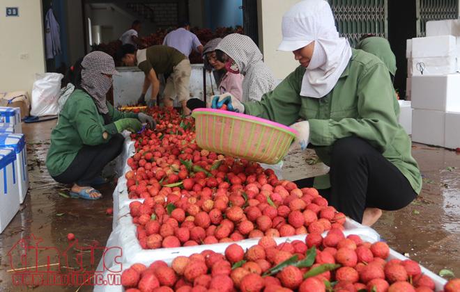 Tấp nập thương lái mua gom vải thiều Lục Ngạn, Bắc Giang ảnh 2