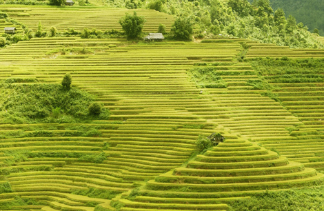 Vẻ đẹp ruộng bậc thang Yên Bái ảnh 1