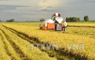 Đánh thức tiềm năng vùng Đồng Tháp Mười - Bài 2: Phát triển nông nghiệp bền vững