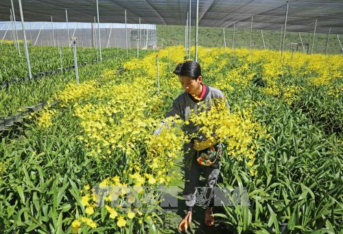 Thu hoạch hoa lan tại trang trại của ông Hải. Ảnh: Nguyễn Dũng/TTXVN