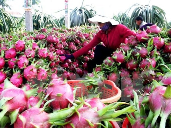 Từ ngày 1/4, hoa quả Việt Nam xuất khẩu sang Quảng Tây, Trung Quốc sẽ bị truy xuất nguồn gốc. Ảnh: Đình Huệ/TTXVN