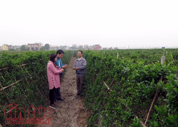 Mô hình trồng cây thìa canh cho hiệu quả cao tại huyện Hải Hậu (Nam Định)