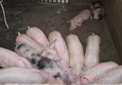 Giá lợn hơi trên địa bàn tỉnh Trà Vinh liên tục tăng, hiện đã chạm mốc 50.000 đồng/kg. Ảnh minh họa: Huỳnh Sử/TTXVN