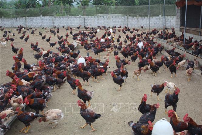 Chăn nuôi gà sạch thả đồi cho hiệu quả kinh tế cao ở Thanh Hóa