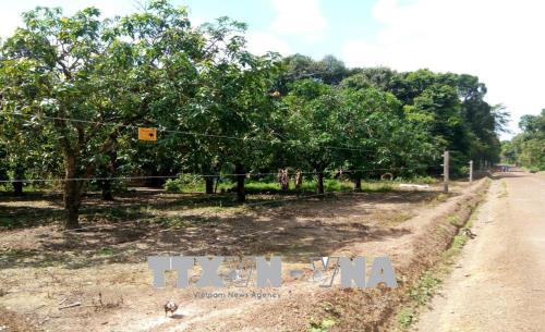 Voi rừng né hàng rào điện phá nương rẫy, vườn cây ăn trái ảnh 3