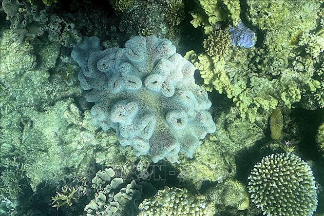  Yếu tố kích thích tình trạng tẩy trắng san hô toàn cầu 